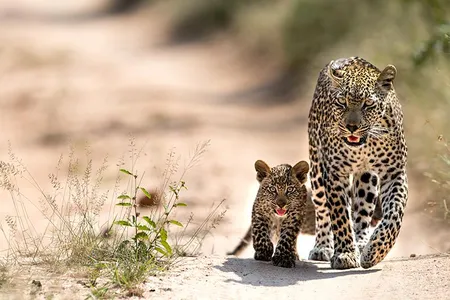 To make up for some of the missing income, and to bring much-needed attention to conservation efforts right now, many safari companies have pivoted to virtual experiences.