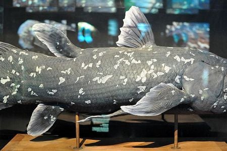 Individuals located in the Comoros Islands may have descended from the coelacanth population in Madagascar.  
