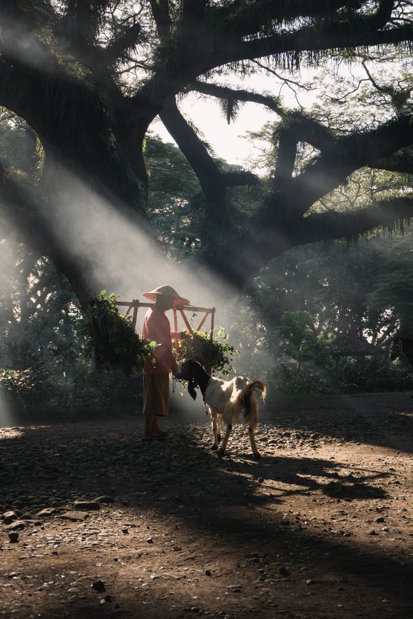 Man feeds his goat in the forest thumbnail