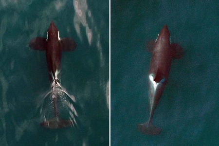 A remote-controlled hexacopter captured this image of two northern resident killer whales photographed from 100 feet. Scientists use the unmanned drone as a cost-effective, non-intrusive method for monitoring the health of whales. 