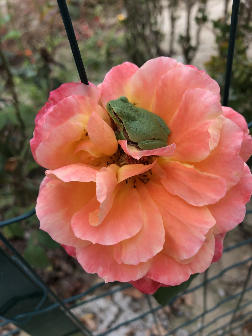 A frog in a rose. Smithsonian Photo Contest Smithsonian Magazine