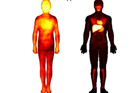 Happiness "lights up" similar areas on both modern and ancient body maps, with the exception of the liver, which was more significant for the ancient Mesopotamians.