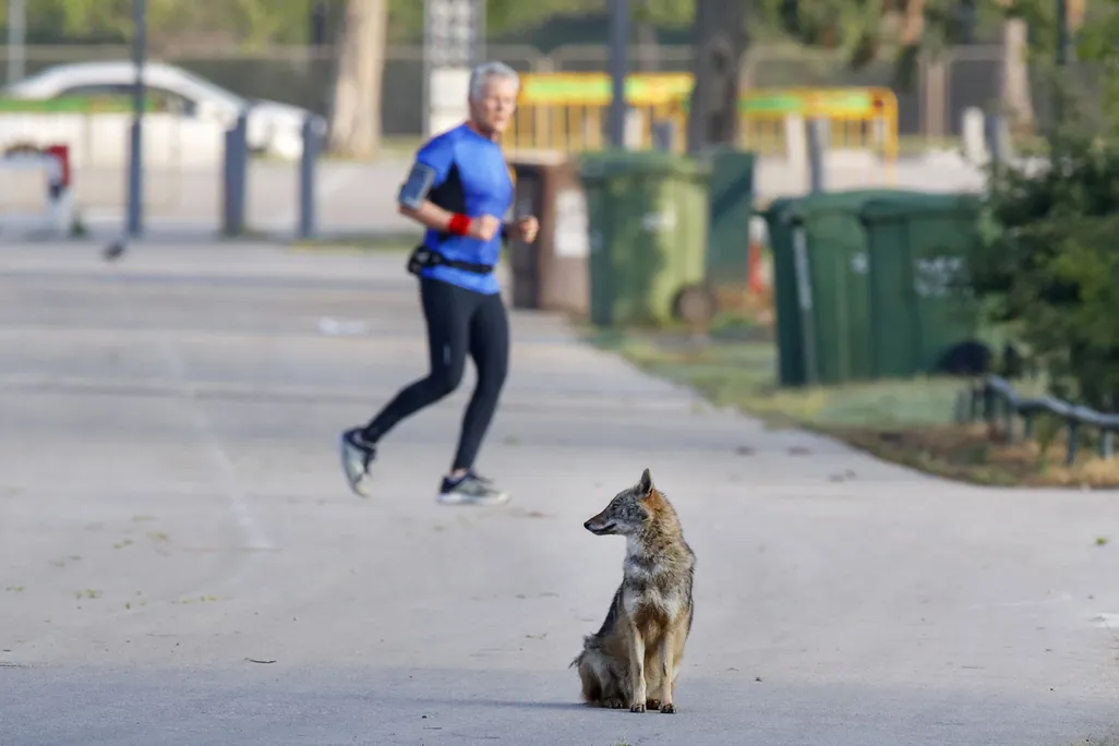 Jackal in Tel Aviv park with jogger in background