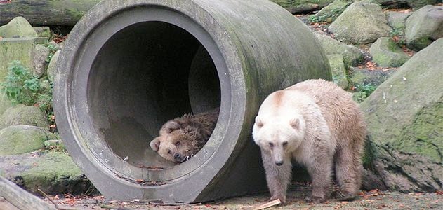 Polar bear-brown bear hybrids