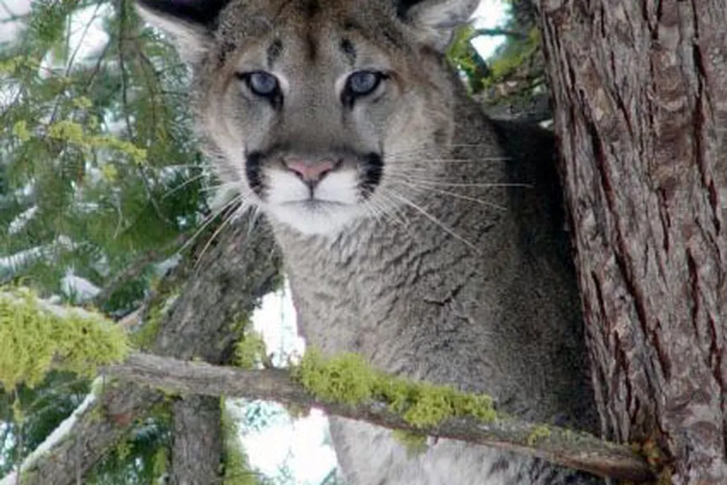 cougar_cougar.jpg
