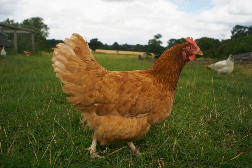 chicken