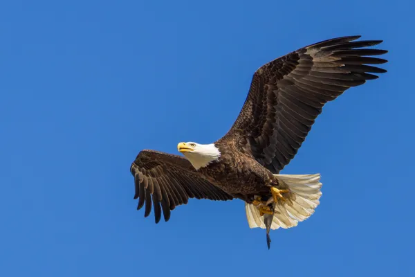 Eagle with Lunch thumbnail