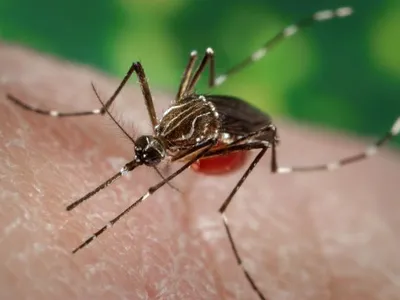 Biotech firm Oxitec is genetically modifying mosquitoes in the hopes of curbing the overall population. The company completed its first open-air release of the bugs in Florida.