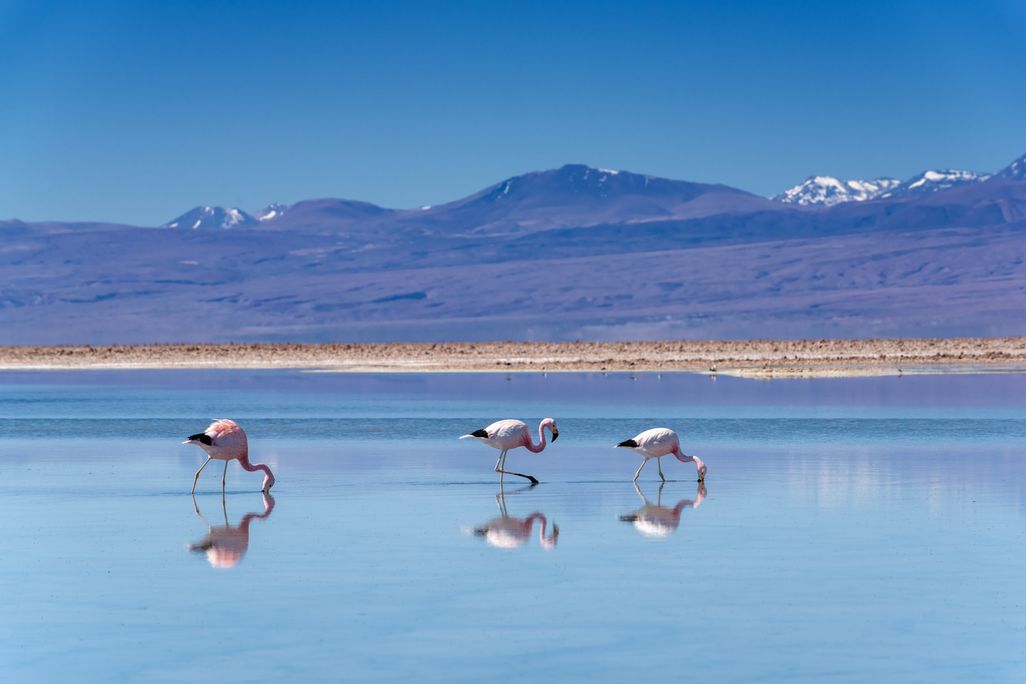 Three flamingos in water with mountains in the background