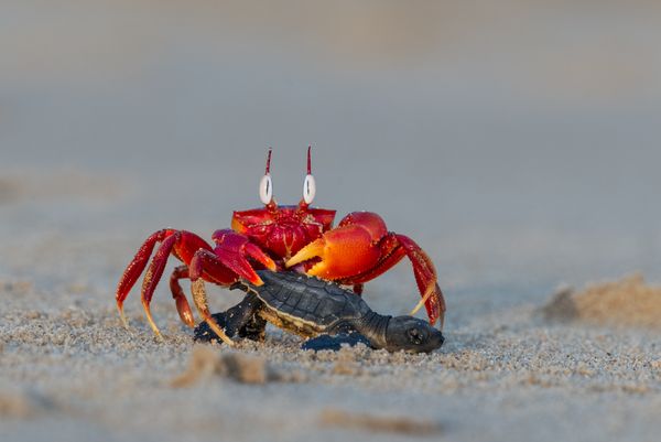 Red Crab Catch a Baby Turtle thumbnail