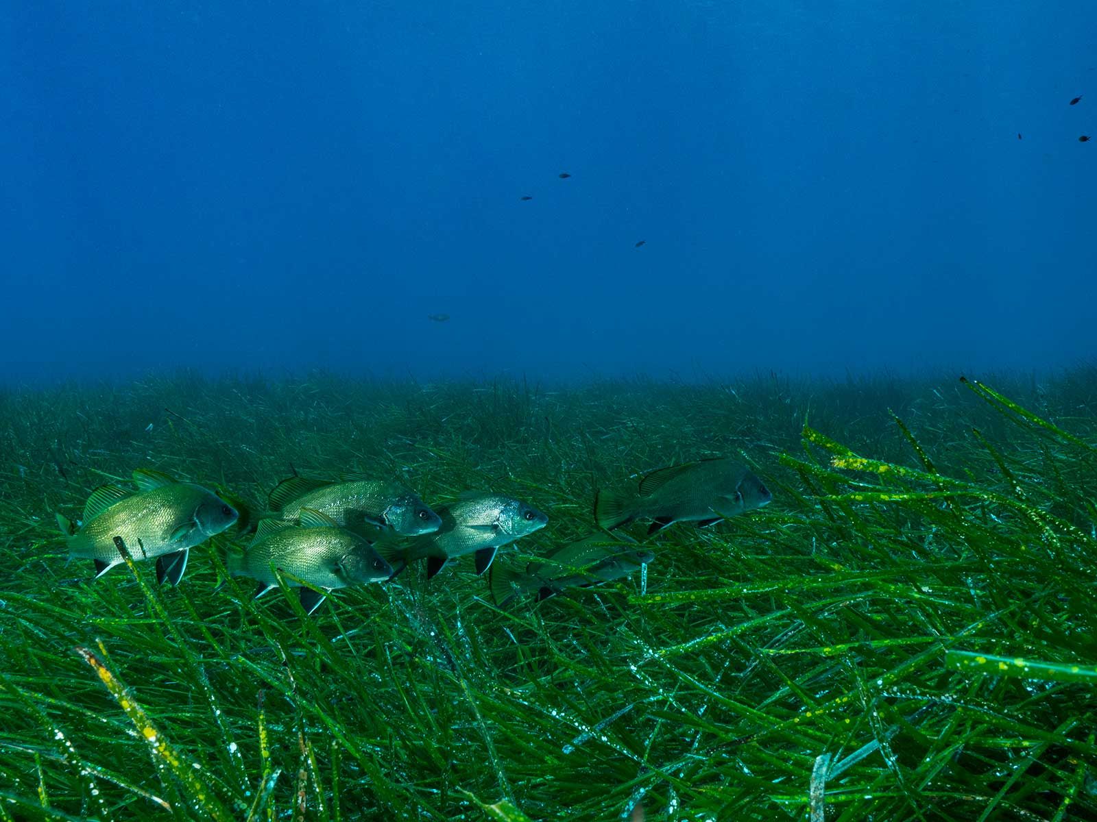Seagrass Is Harmed by Noise Pollution | Science| Smithsonian Magazine