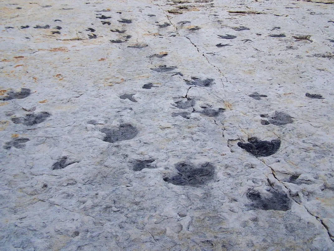 Dinosaur Ridge Tracks