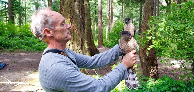 Bob Rosenfield with Coopers hawks