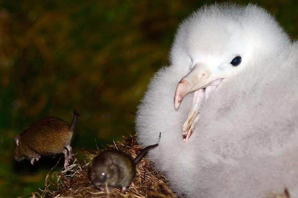 Mice Harassing Bird