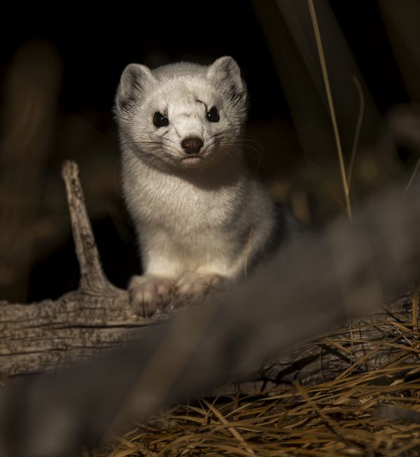 A Rather Inquisitive Long-Tailed Weasel thumbnail