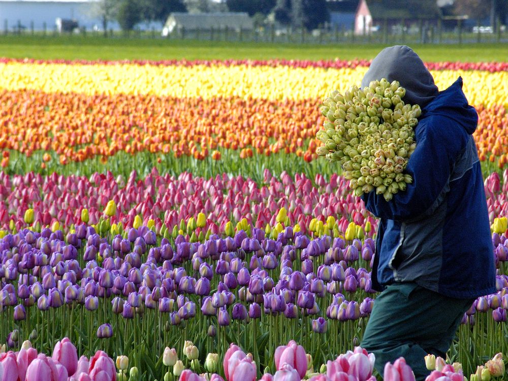 Worker picking tulips in tulip fields Smithsonian Photo Contest
