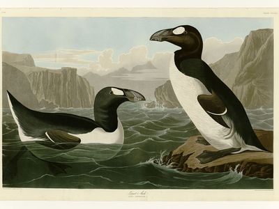 An image from Birds of America by John James Audubon depicting the Great Auk.
