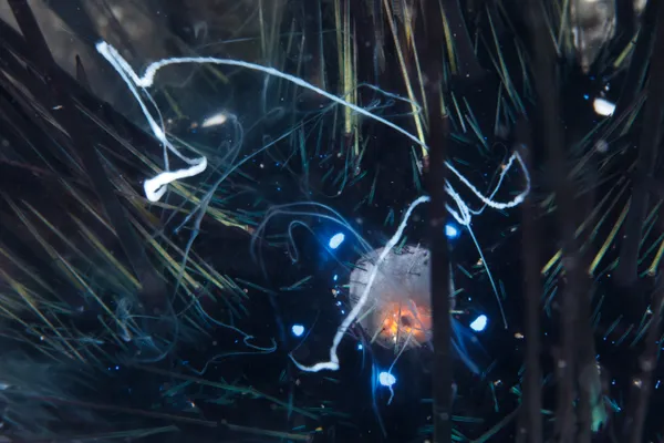 Luminous Path thumbnail