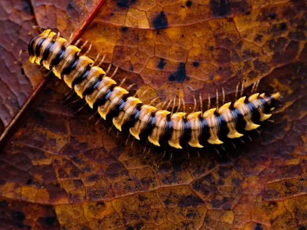 Crawling millipede thumbnail