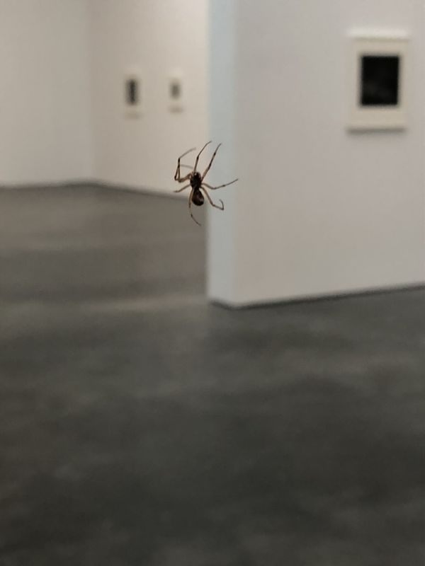 Spider at Cataclysm: The 1972 Diane Arbus Retrospective Revisited/David Zwirner Gallery thumbnail