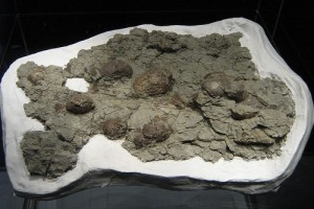 20110520083225dinosaur-eggs-300x225.jpg
