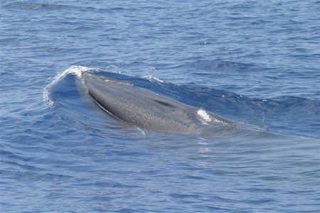 Scientists described a new species of Bryde’s-like whale using the skeleton of a whale that washed ashore in the Florida Everglades in 2019 and is now part of the Smithsonian’s marine mammals collection. (NOAA/NMFS/SEFSC Permit No. 779-1633-0)   