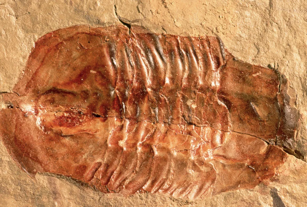 The Best Places in America to See Fossils | Travel| Smithsonian Magazine