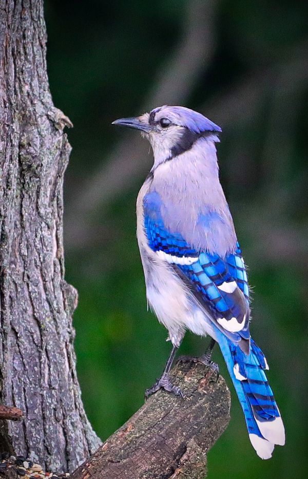 BLUE JAY thumbnail