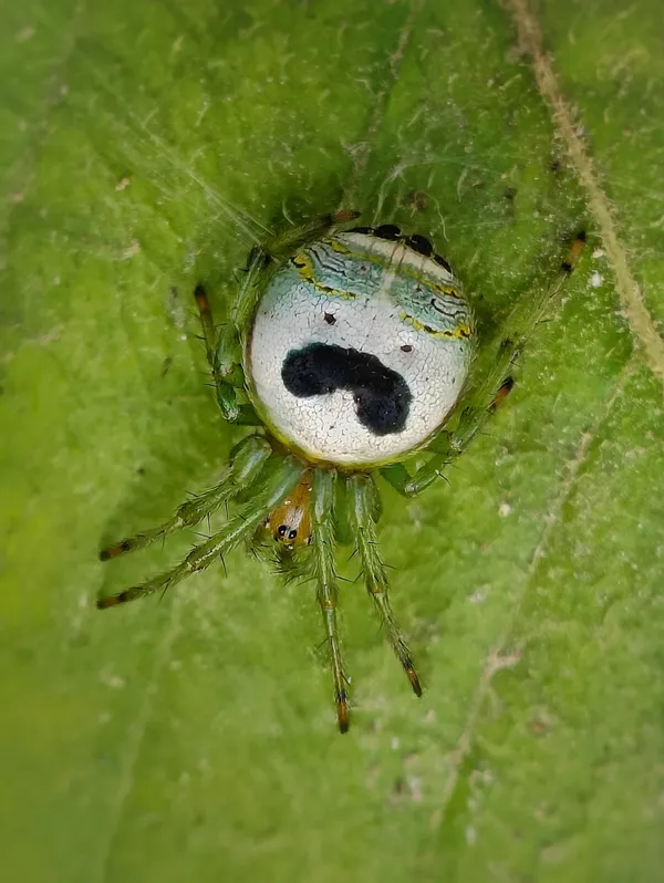 Nature's own Pringles thumbnail