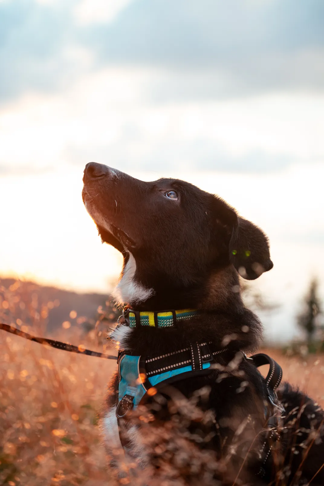 15 - Birds flying overhead attract the attention of a dog out on a camping trip with its human.