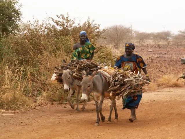 The “Great Green Wall” Didn’t Stop Desertification, but it Evolved Into Something That Might