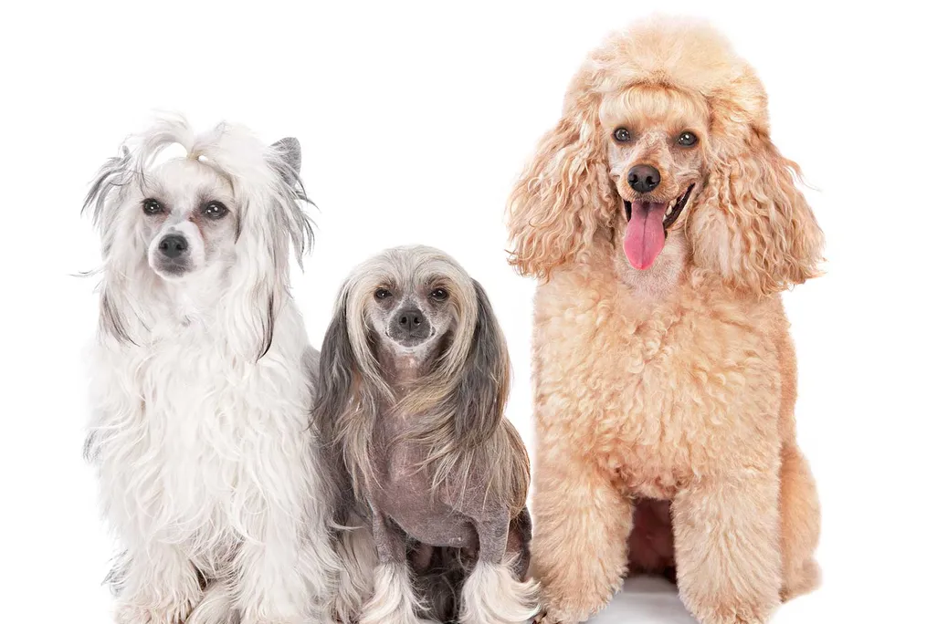 Three dogs sit at attention