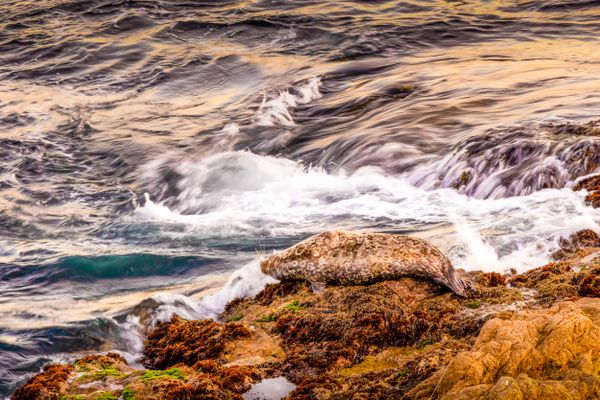 Basking Sea Lion thumbnail