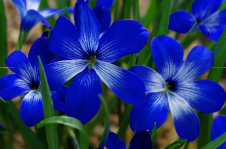 Plant Species Have Been Disappearing 500 Times Faster Than Normal, Thanks  to Humans