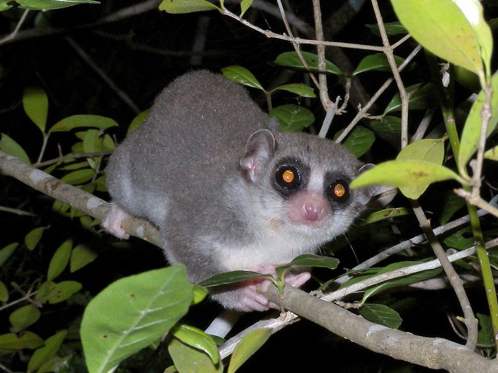 A fat tailed dwarf lemur is showed sittng in a tree. It's hands are wrapped around the branch. 