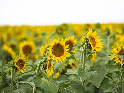 Farmers in North Dakota planted 625,000 acres of sunflowers this year.