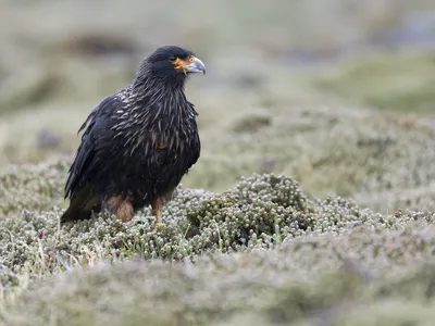 Striated caracaras are falcons, but they don&#39;t act much like other birds of prey.