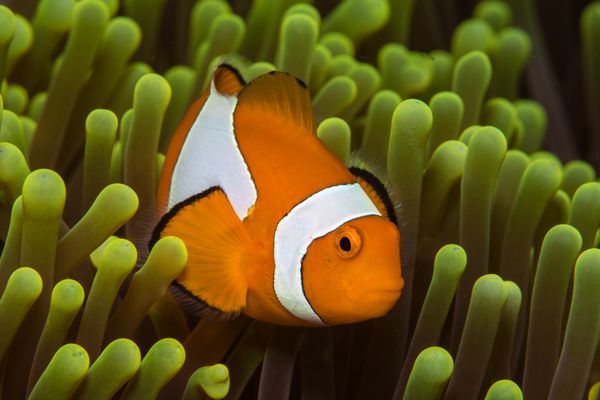 Clownfish in its anemone thumbnail