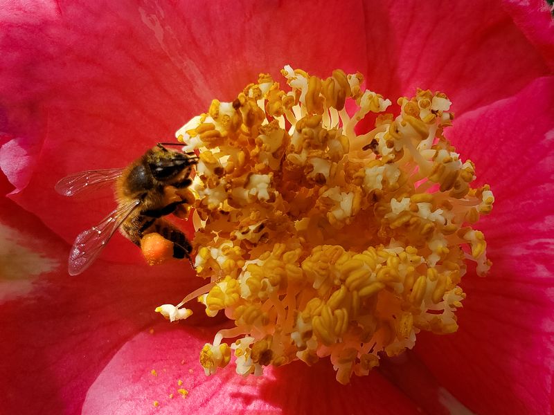 Pollen Transport Smithsonian Photo Contest Smithsonian Magazine
