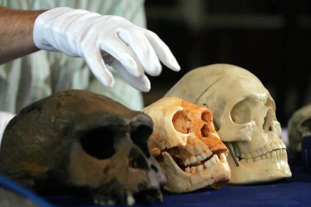 Three human-like skulls lined up in a row with a person's gloved hand hovering above them