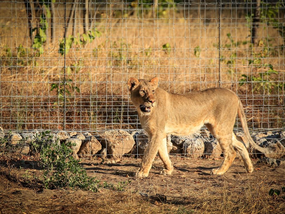 Female lion in boma in Liwonde_Credit Frank Weitzer.jpg