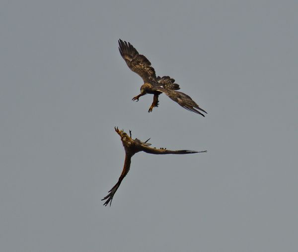 2 golden eagles squabbling over a stick thumbnail