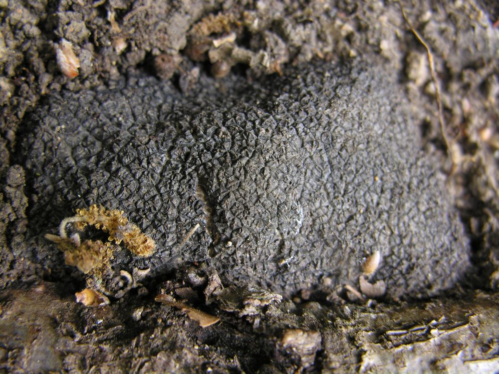 A black truffle in the soil. The photo shows the truffle upclose to show it's jagged texture 