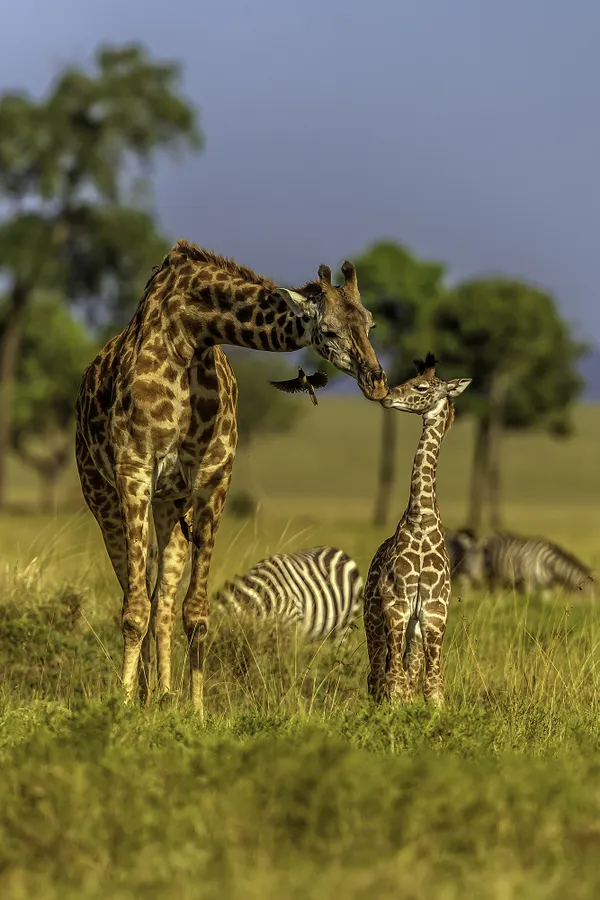 GIRAFFE MOTHER NUZZLING HER CALF. thumbnail