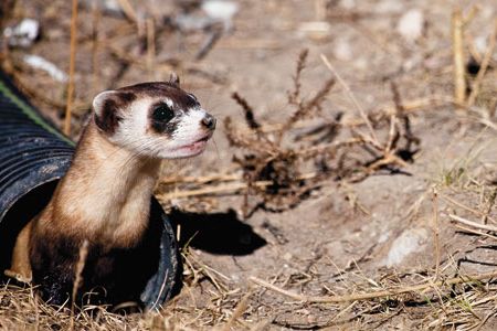 Ferrets raised in captivity are getting a taste of what it takes to go wild.