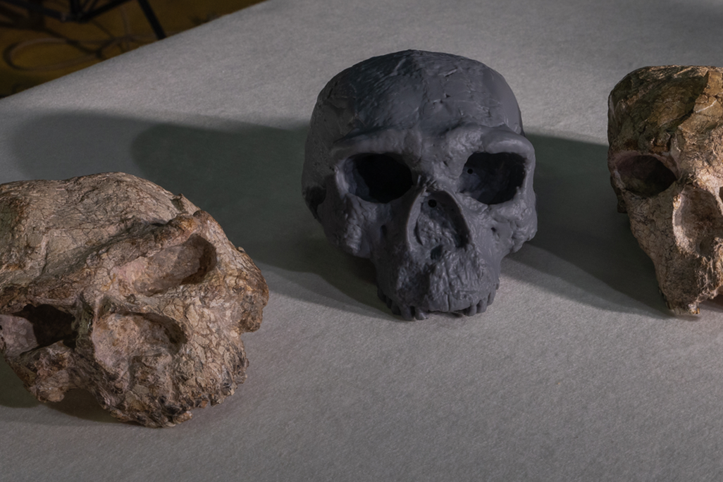 three skulls, including a reconstructed version