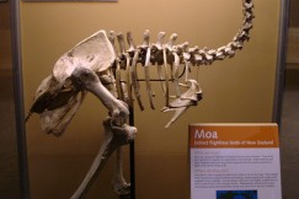 201105201041172408597275_9c4848e525-243x300.jpg