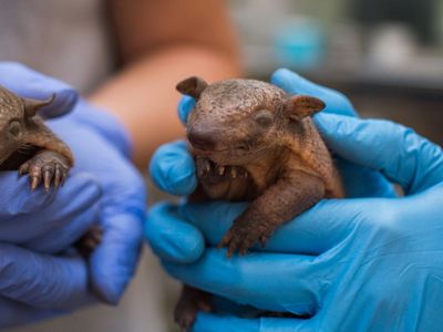 It's too early to know the sexes of the baby armadillos, but one thing is clear: they're darling.