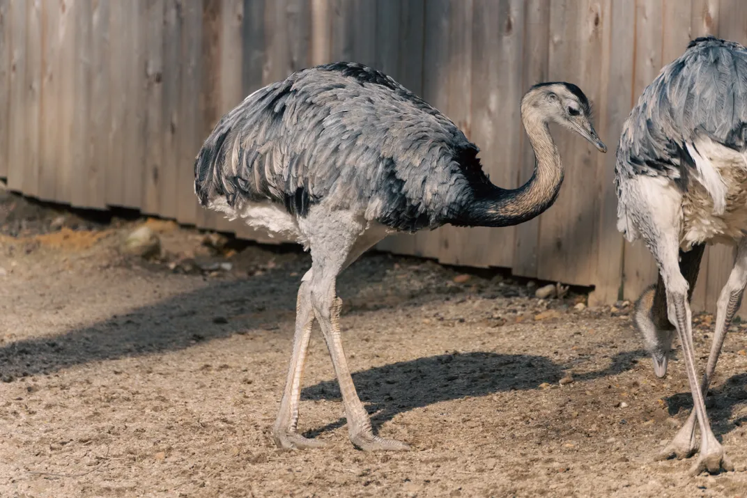 Greater rhea