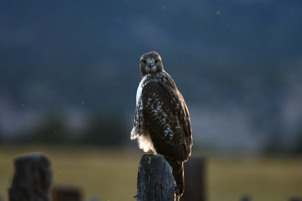 Hawk on an old fence post. thumbnail